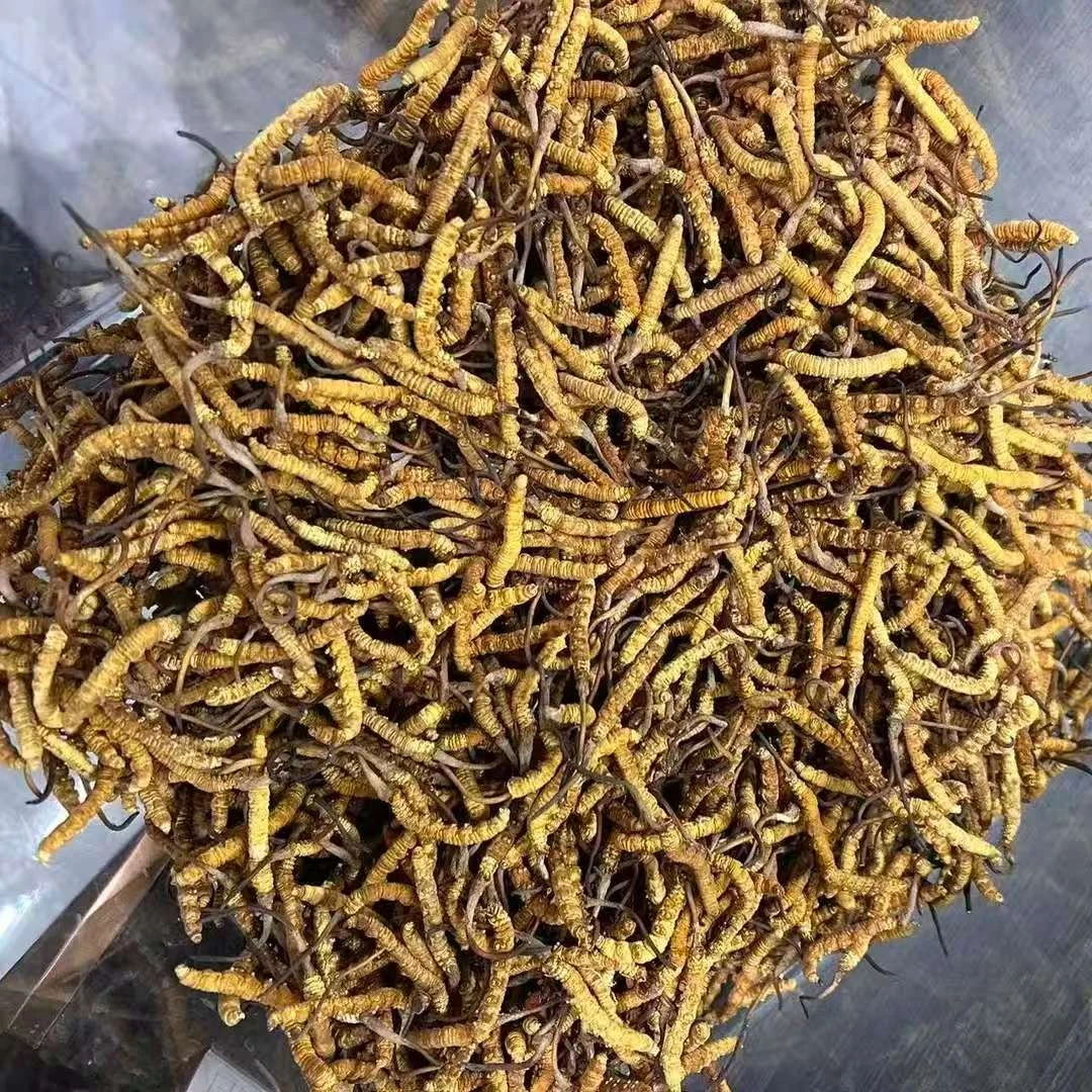 冬虫厦草 滋补鱼胶营养煲汤