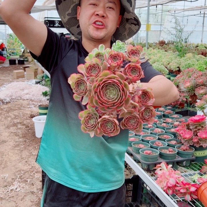 小颗粉花妖多肉法师