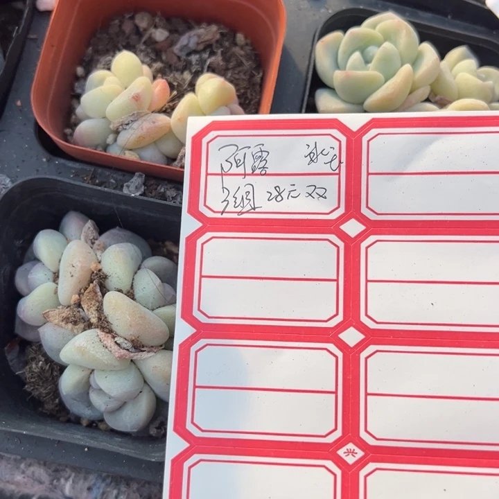 啊露一物一拍专拍的