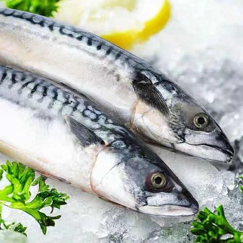 新鲜海捕鲐鲅鱼，青占鱼，顺丰冷链包邮