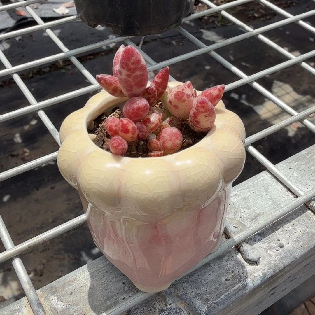 梅花鹿带盆多肉植物