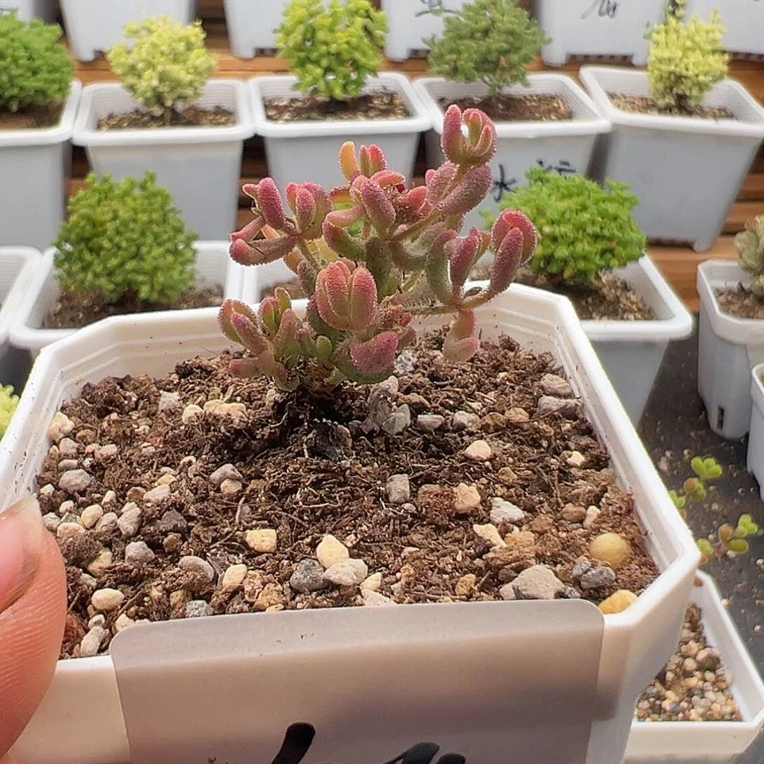 404号六一快乐红宝石锦