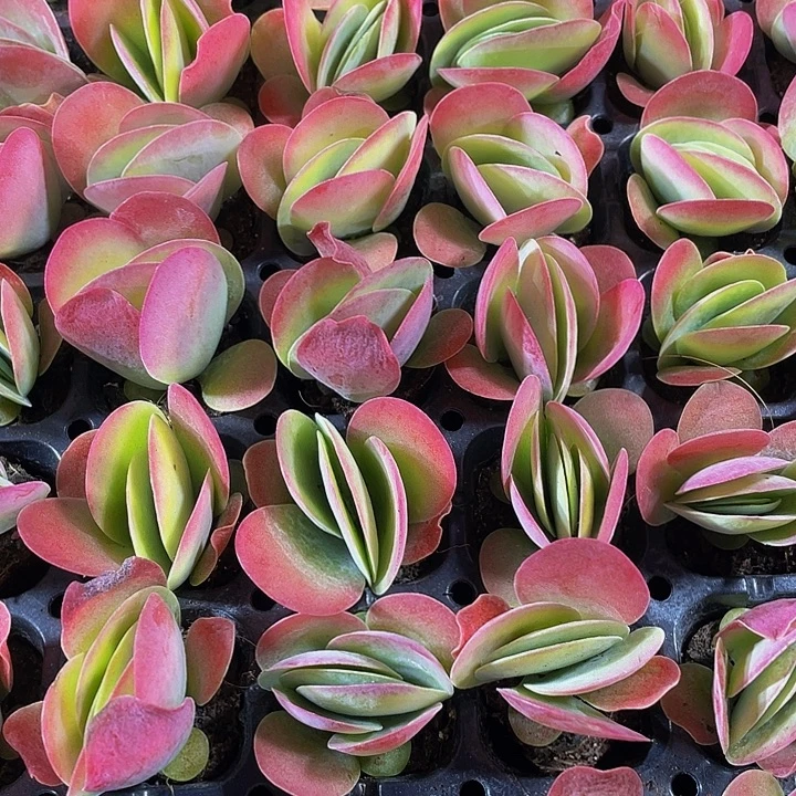 小唐印1元带土发货