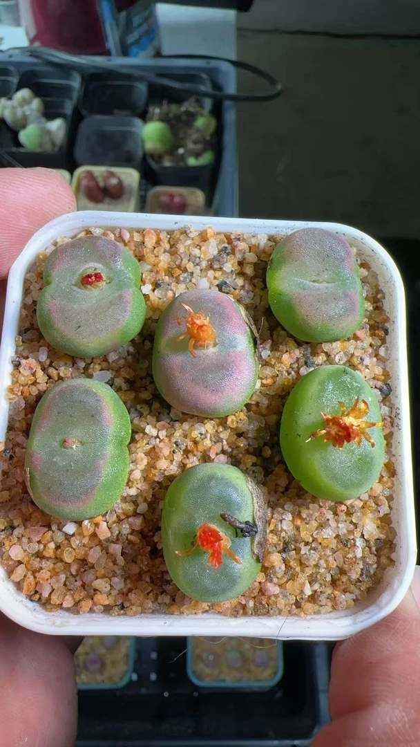 【天津专属】27多肉植物肉锥日本水晶鞋一颗