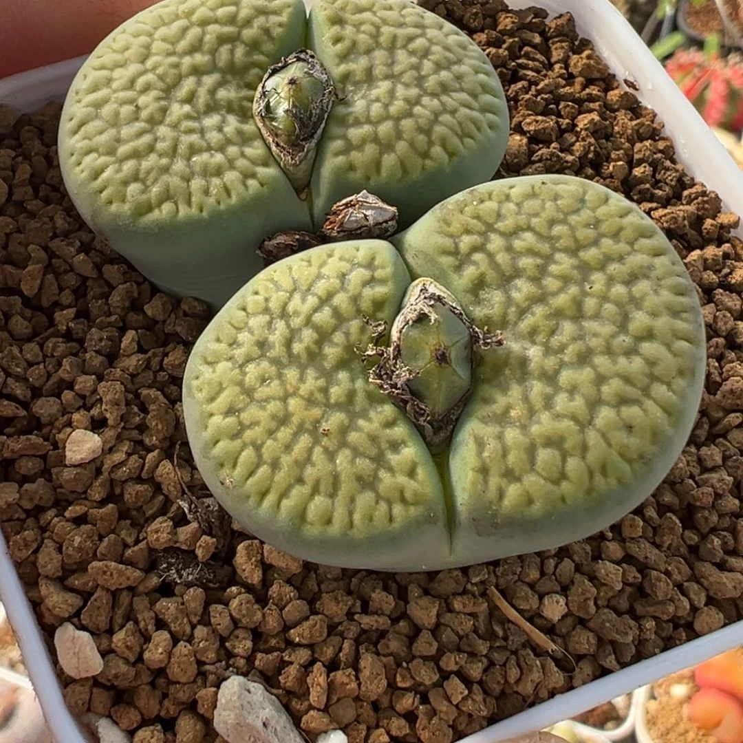 069多肉植物种类多样