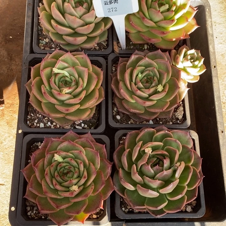 套餐6棵东云组合啊