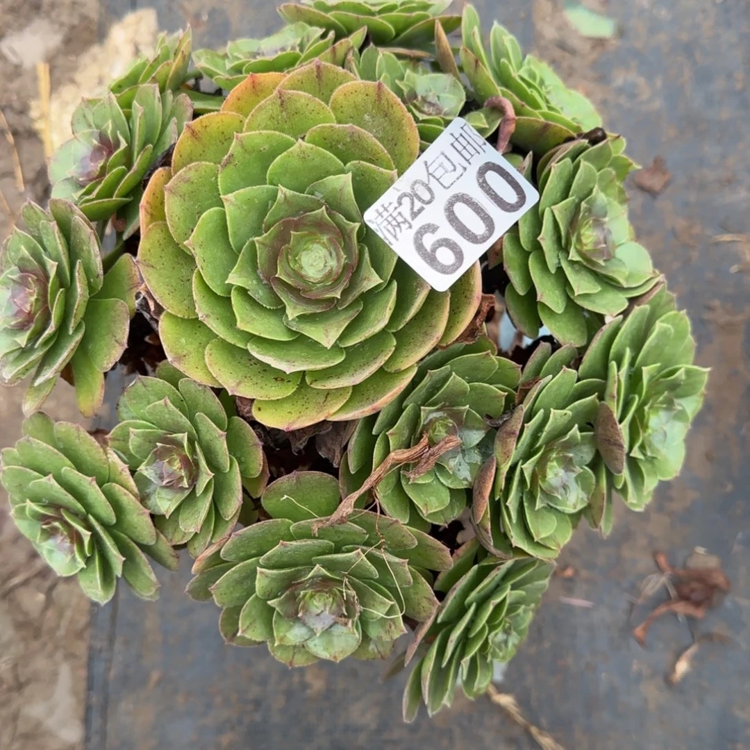 沙拉万600满20包邮断枝不包