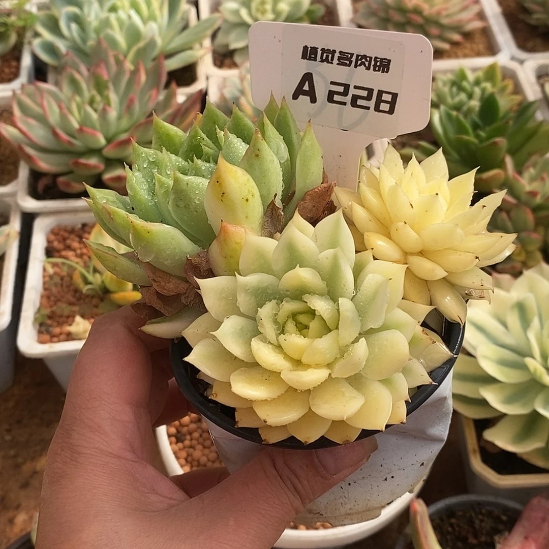 228海蓝三个状态哈哈哈