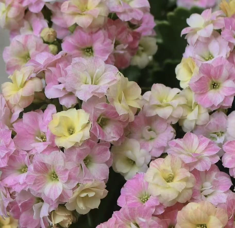 【李先生】彩虹糖！！长寿花盆栽室内绿植四季开花