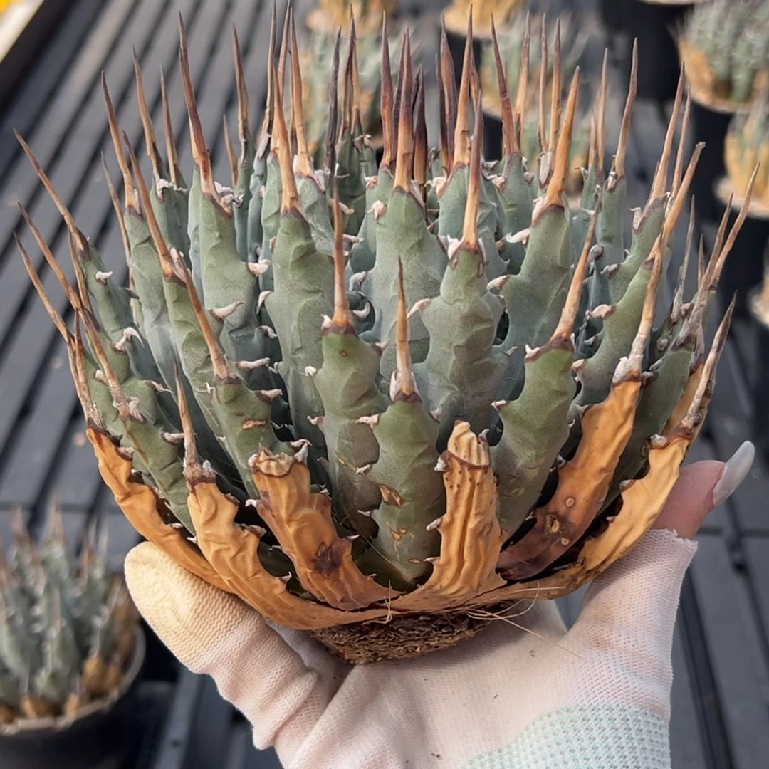 无花朵妖炎生桩福利 冠服18！