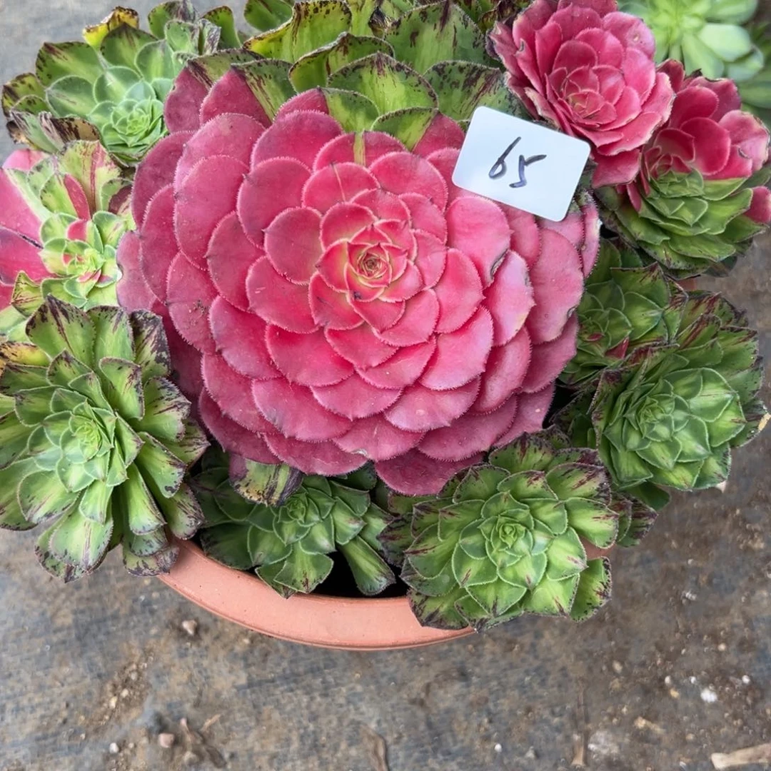 65知否无根多肉植物