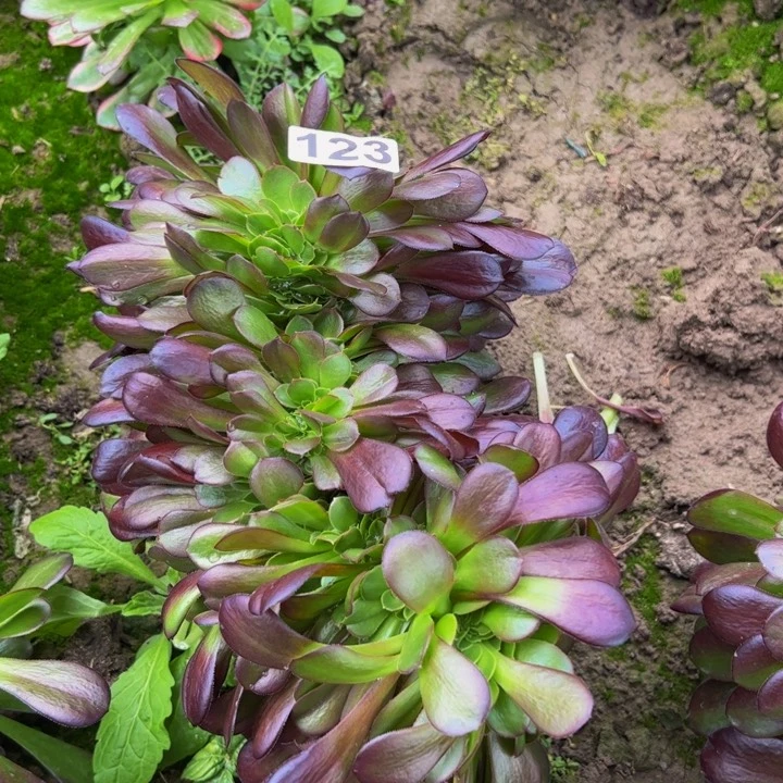 123多肉植物法师