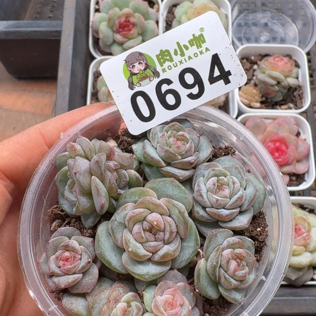 多肉植物多肉植物