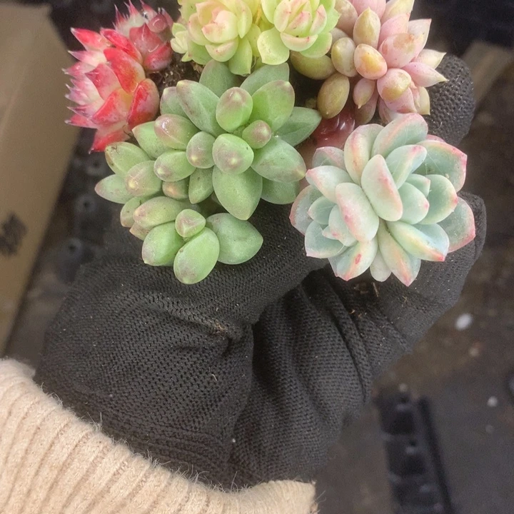 吉娃娃双。泡芙双。蝴蝶叶。象牙群。千代田群。。（满9.99包