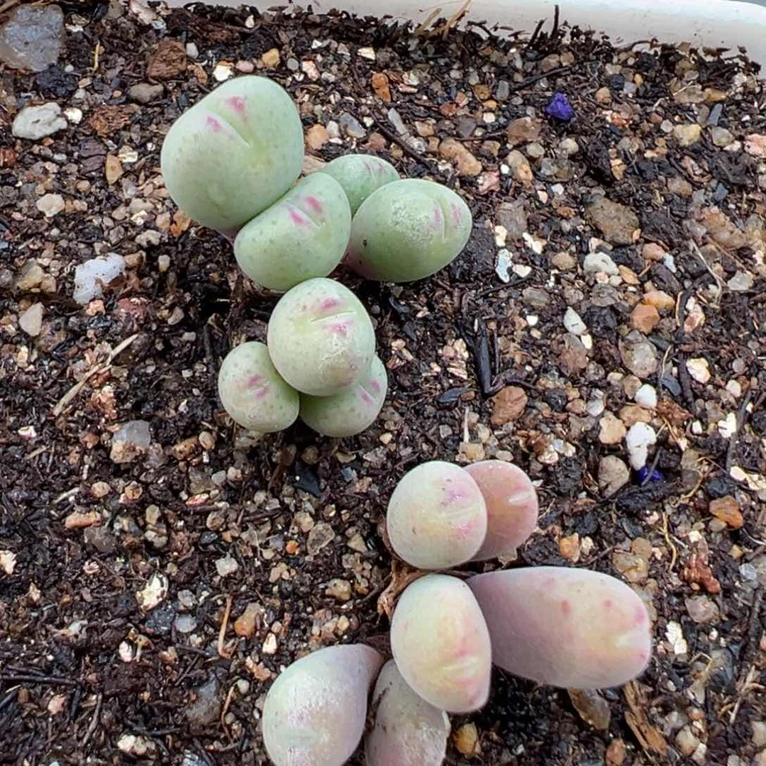 2.3好看的多肉a244