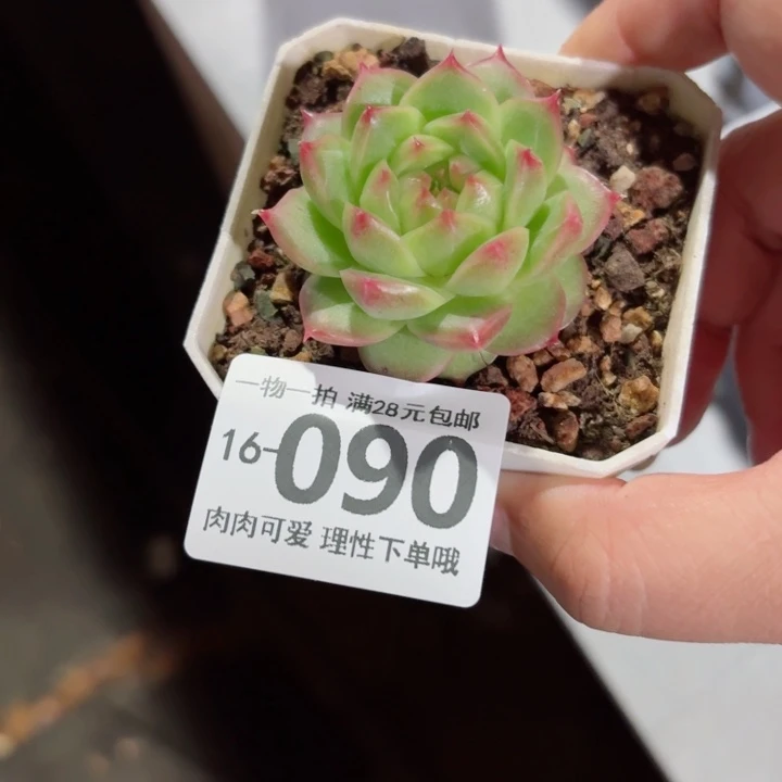 优选珍妮无盆土发货多肉多