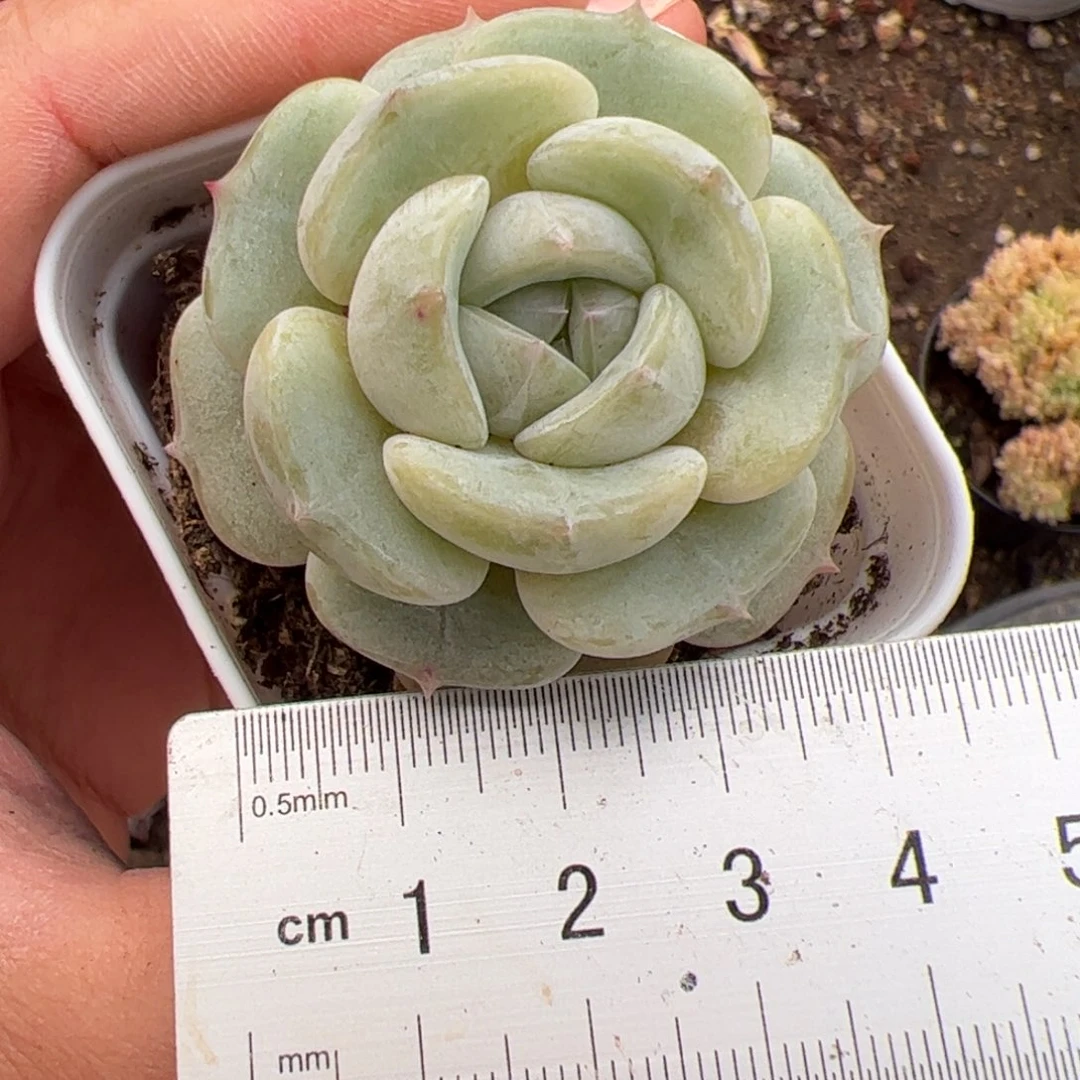 ?****?345 多肉植物组合盆栽