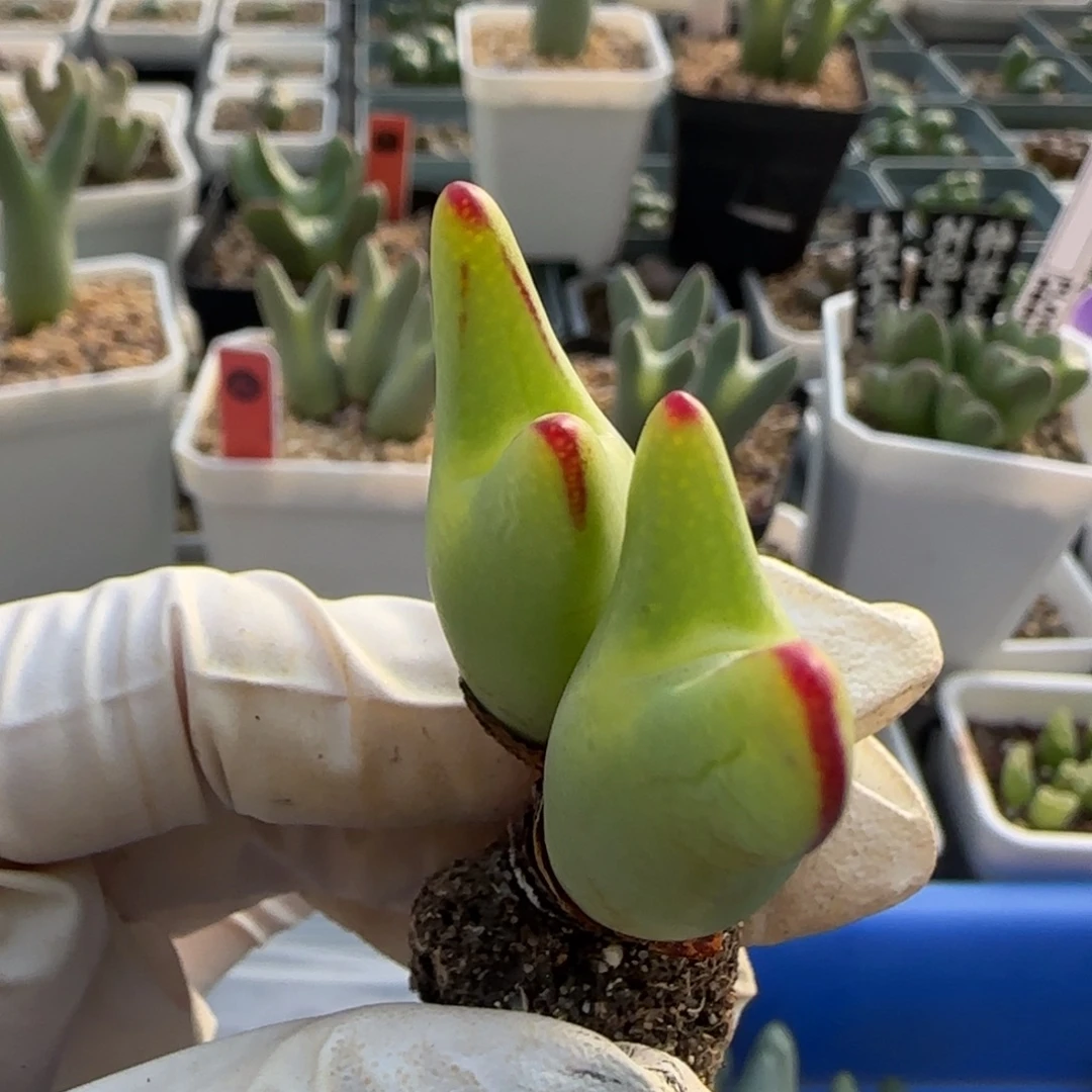 1-1-531当天满38包邮黄金粗红边皮卡丘脱土