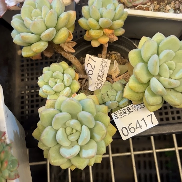 幸运的是我还没幸运