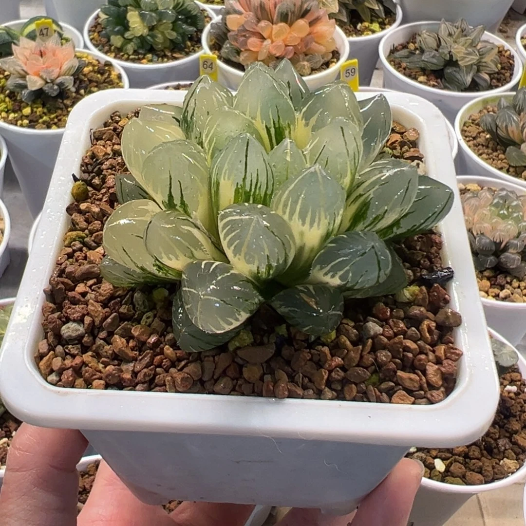 OH玉露锦母本111111111111