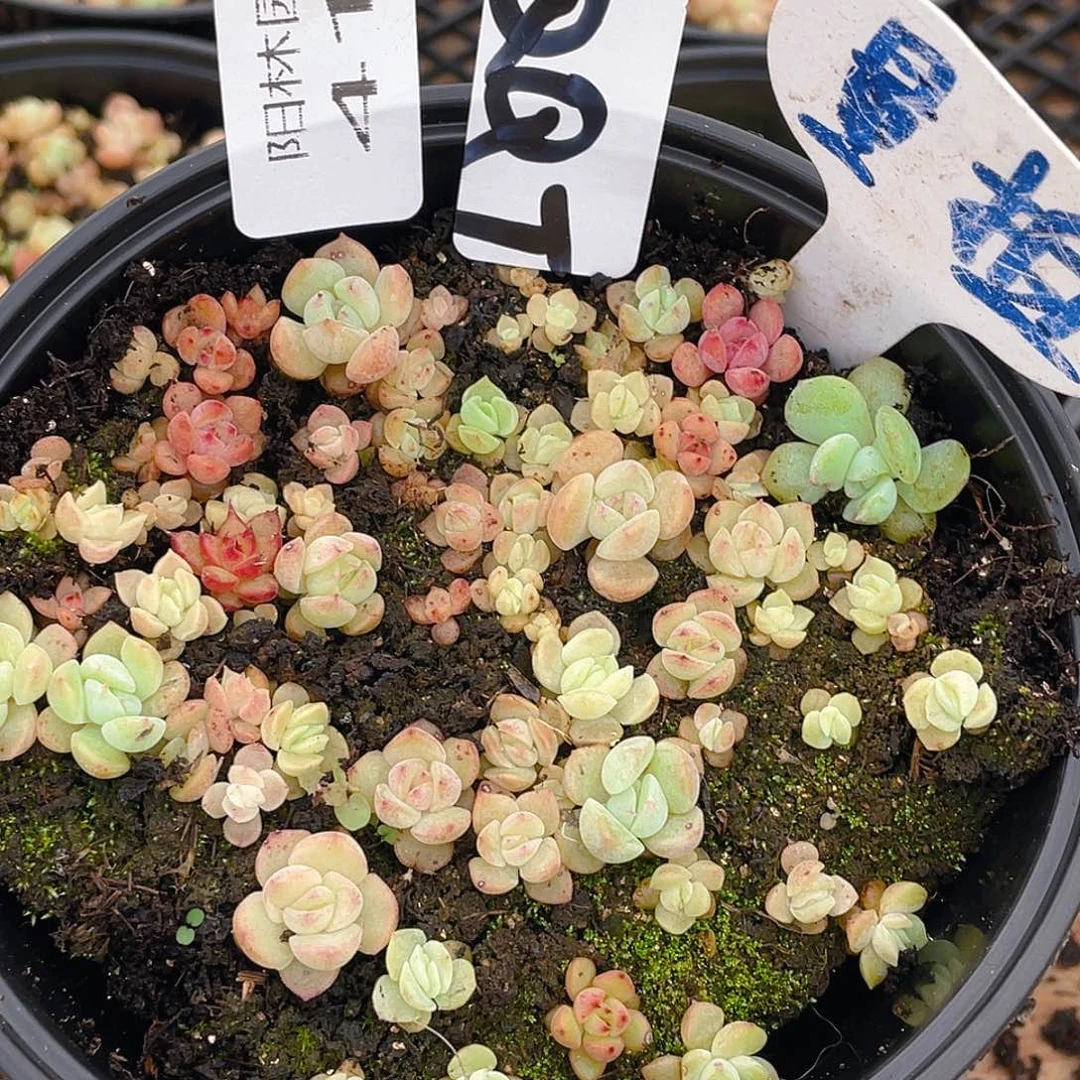 量拍多肉植物多肉植物413