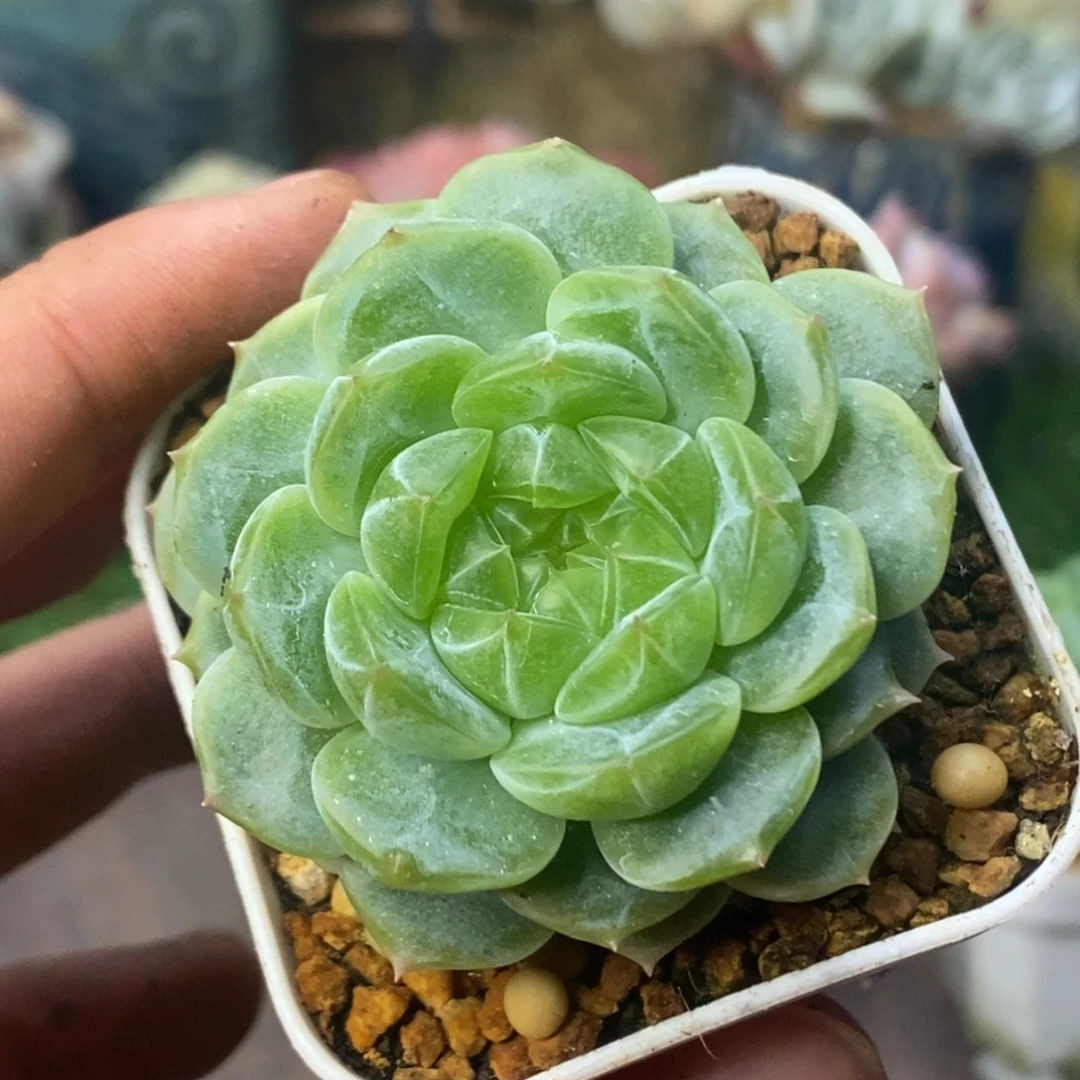 灯养泼富单头2清棚