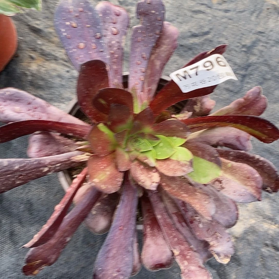 796欧若拉多肉植物