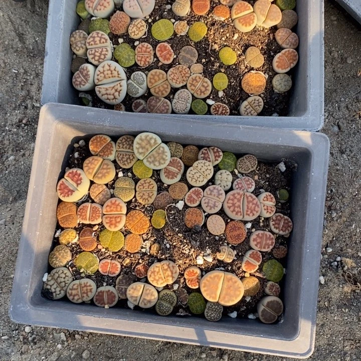 B****生石花小苗叶绿花734