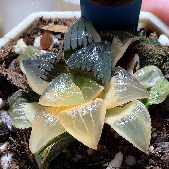 497红纹锦一物一拍
