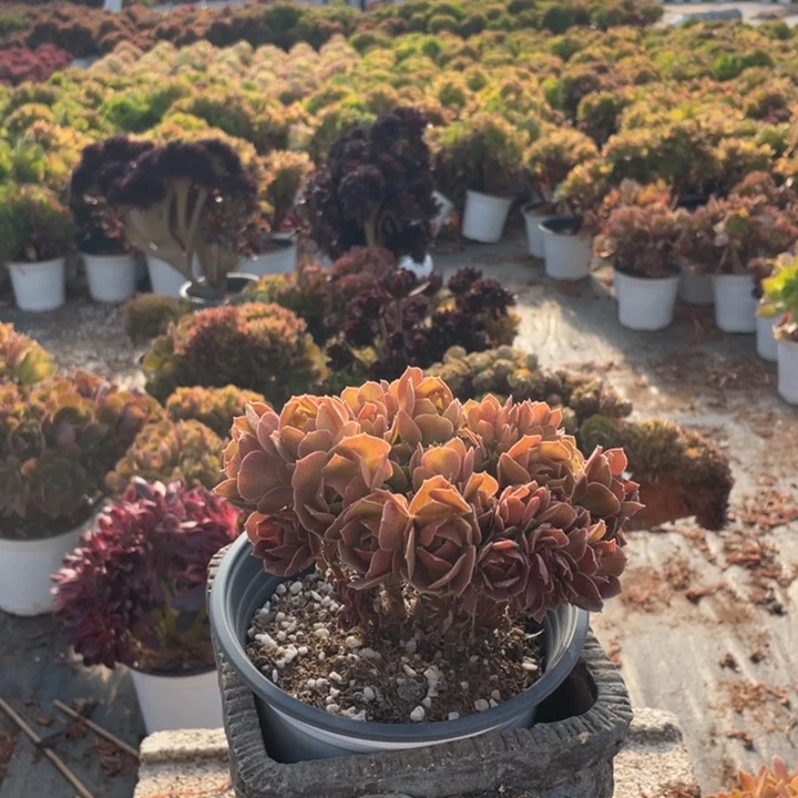 霖****会玫瑰法师缀化老桩