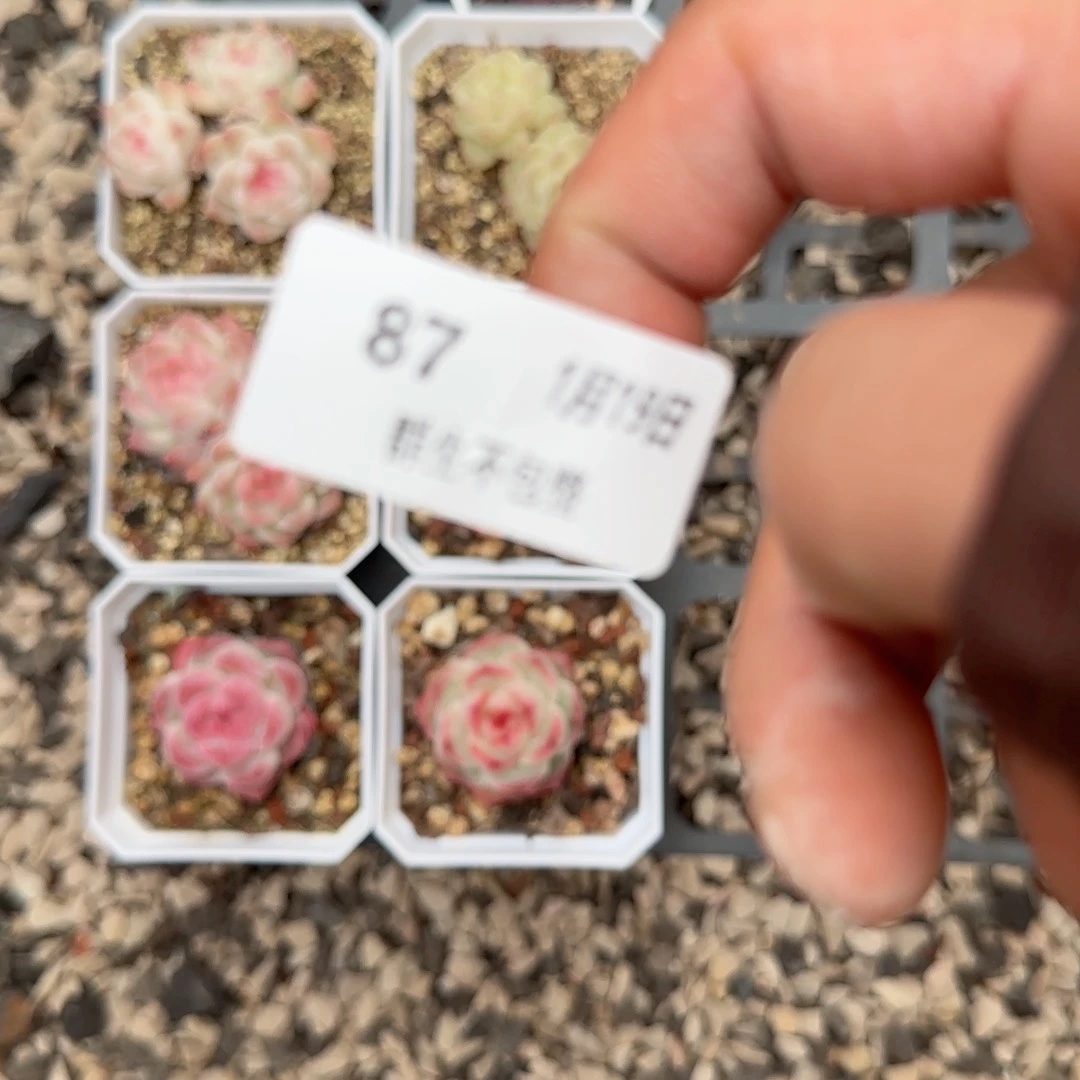 ༄****框拍框拍0119-87