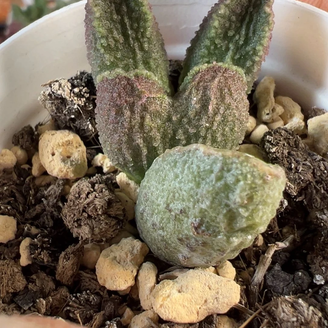 楞叶款实生新品多肉植物水泡