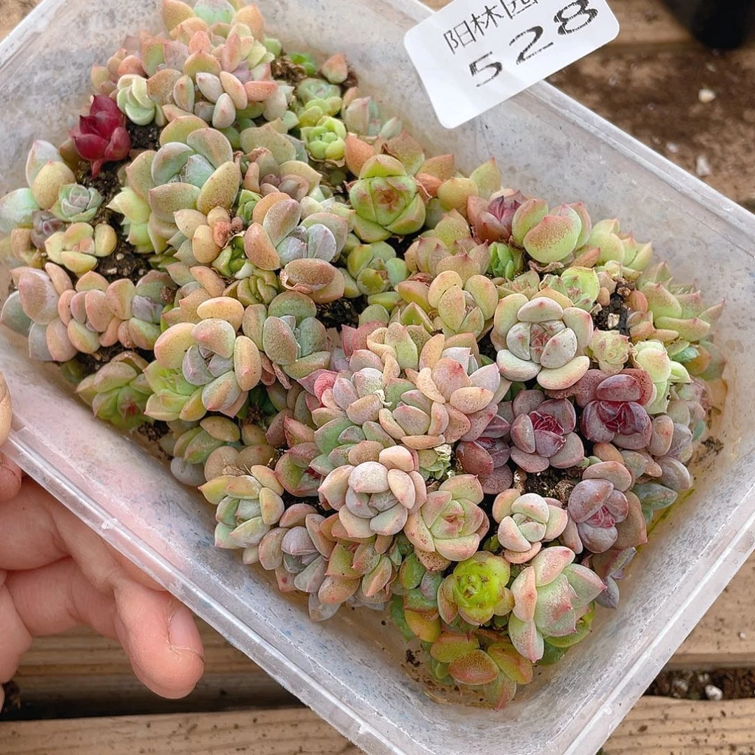 多肉植物多肉植物528