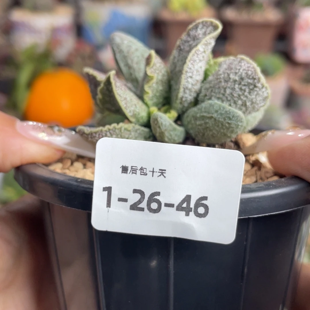 c****m     草莓。