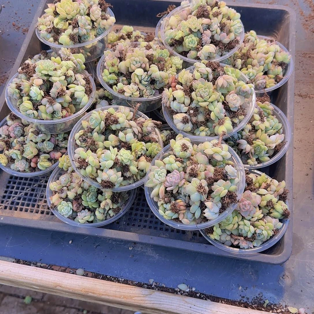 饭盒小苗保底50颗