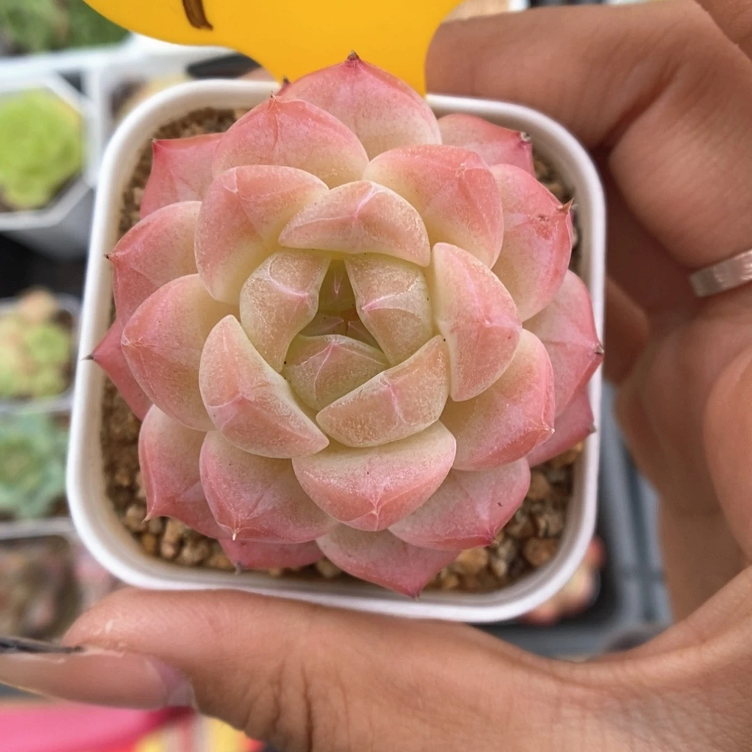 美心优选可拍493号。