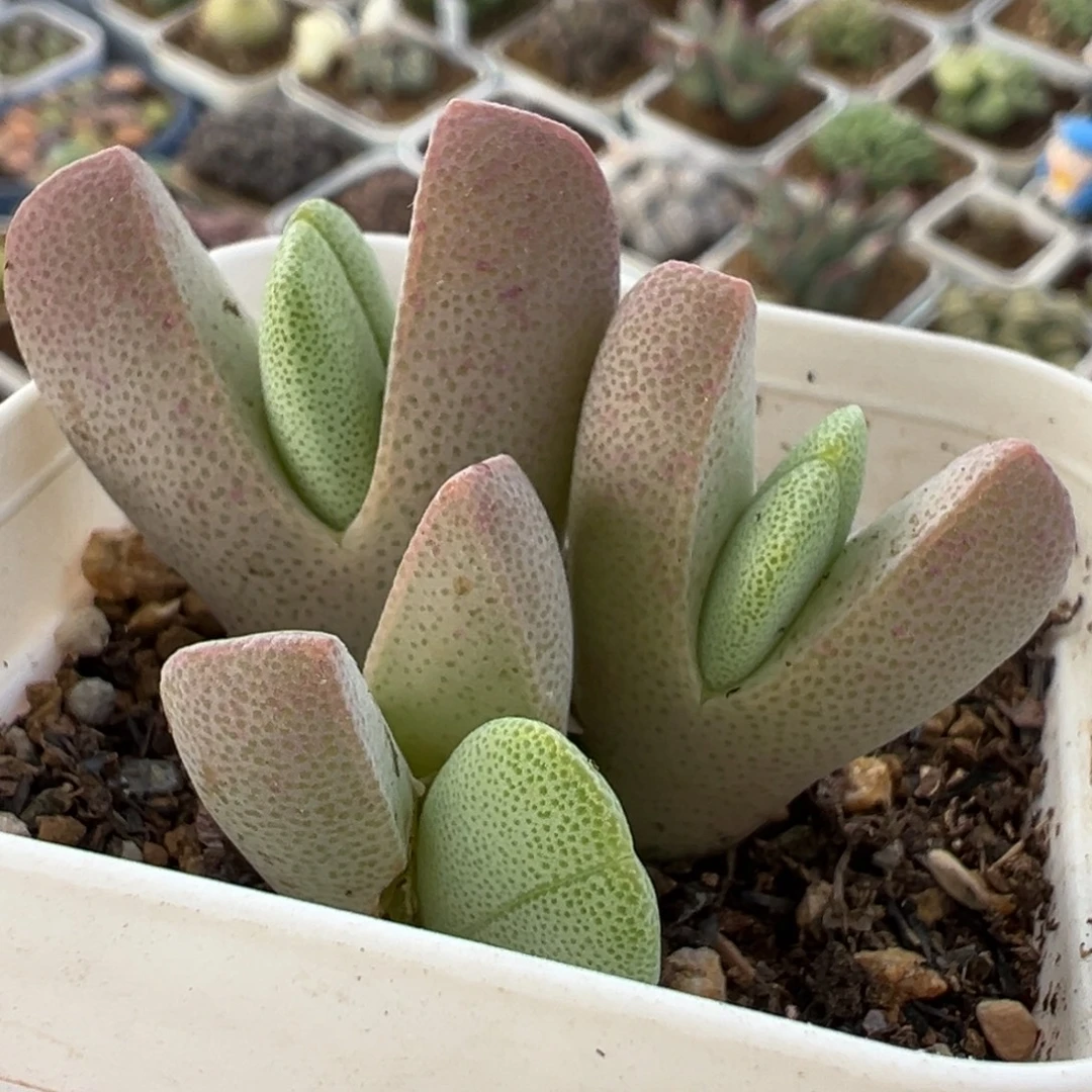 652多肉植物种类多样