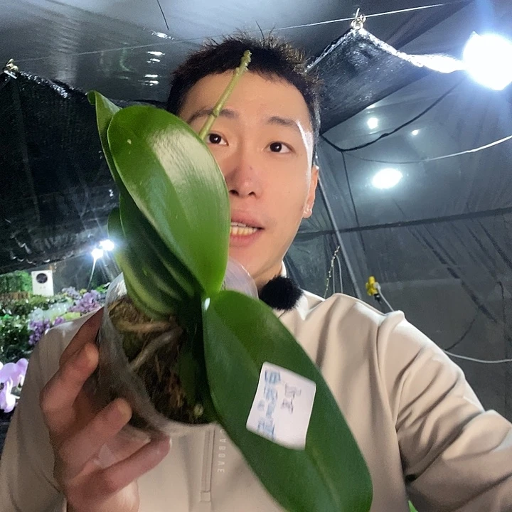 无花朵欧品小蓝蝴蝶兰