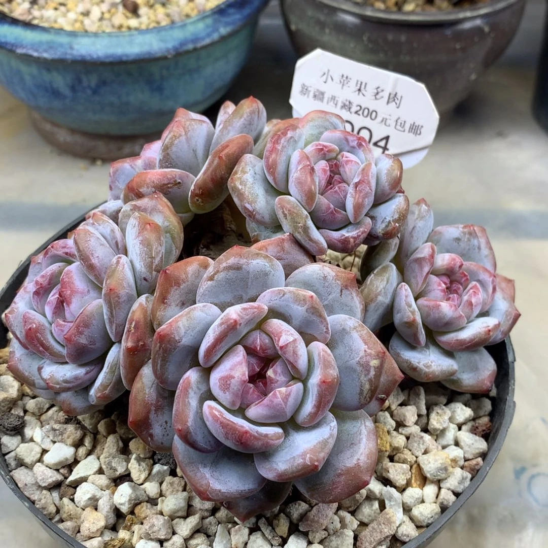 绿底紫心004/15cm5头