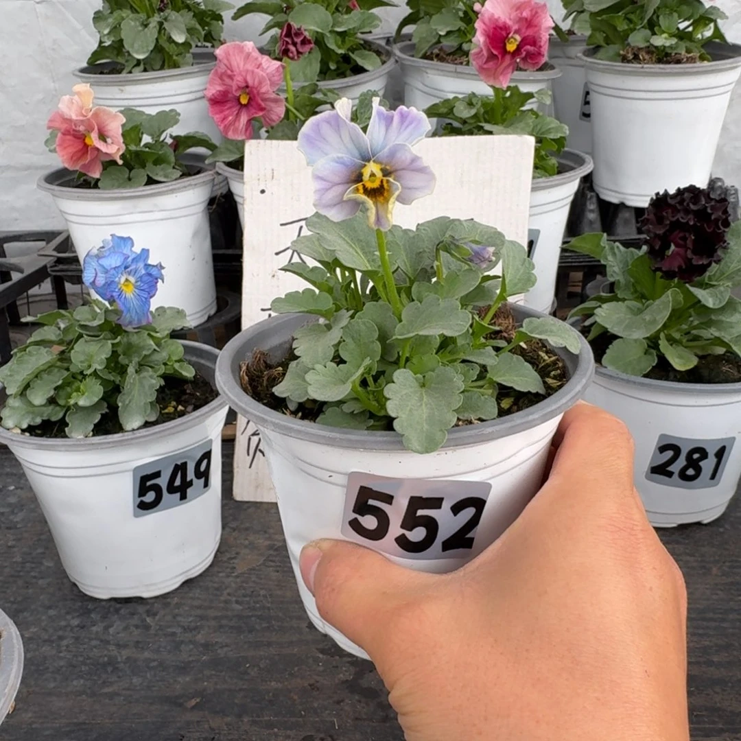 全部花朵552号青金石