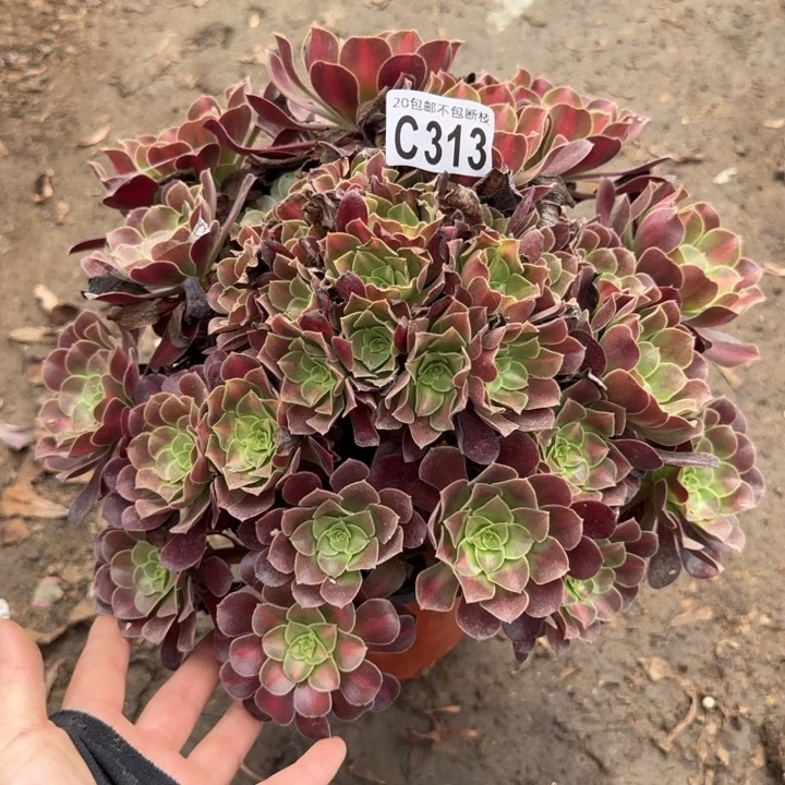 花娜……多肉植物……