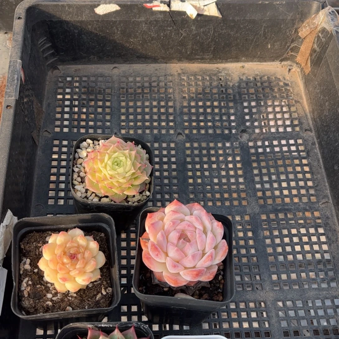 多肉006多肉植物，