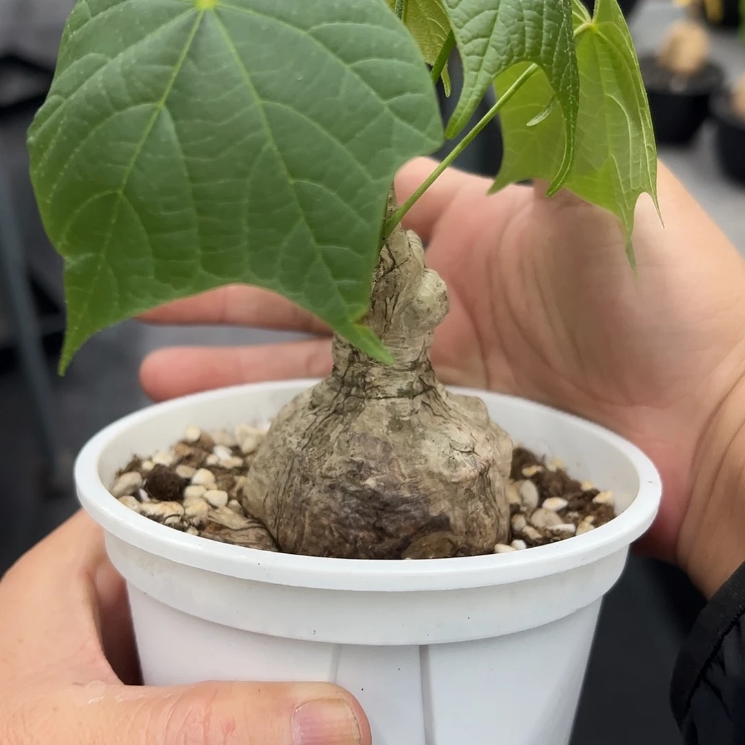 龟甲火桐6666888888