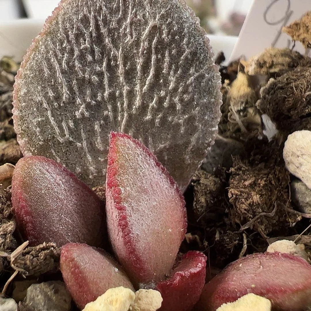 圣姬多肉水泡植物