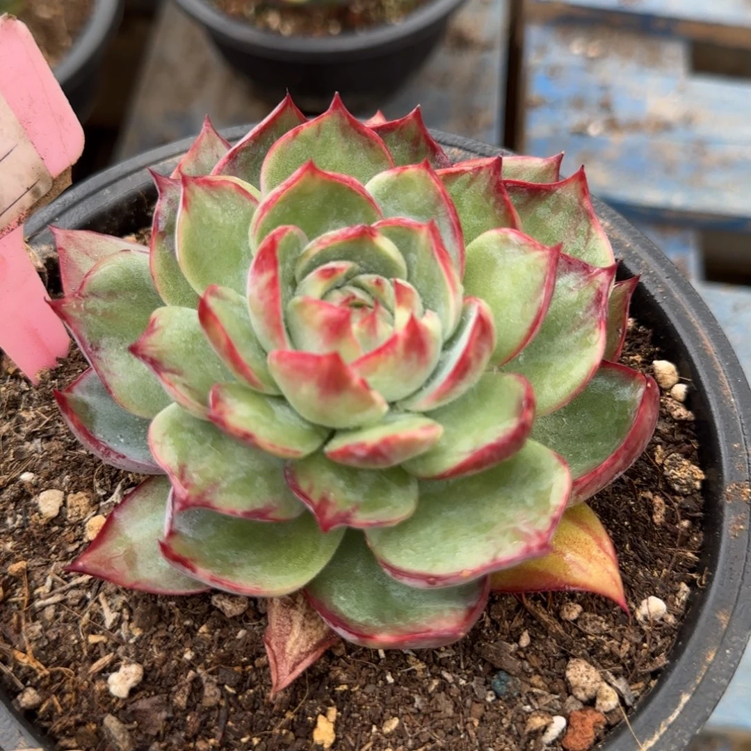 968 惊鸿一物一拍包装收缩花旱