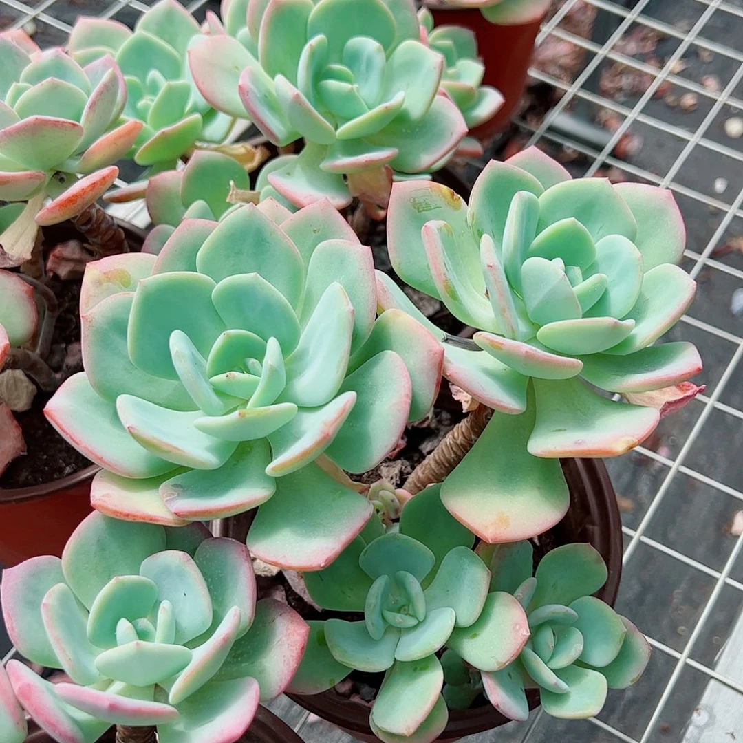 白月光多头多群生小盆