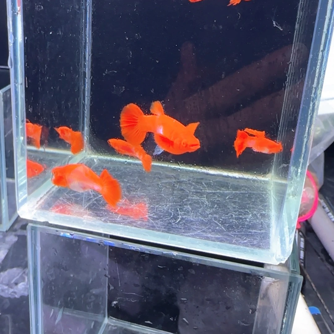 孔雀鱼鸿运分水6条