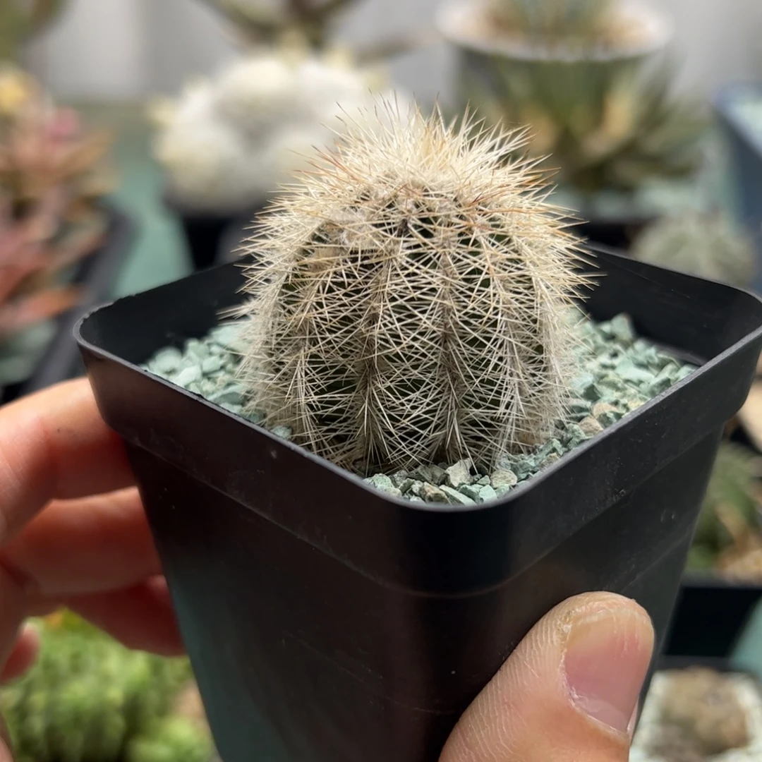 实生白刺虾 脱土发货多肉