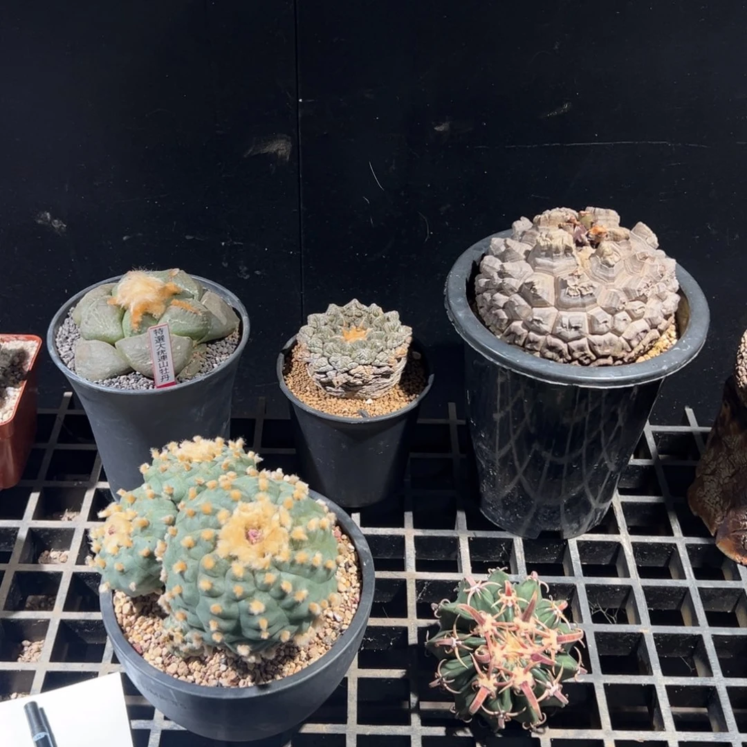 2666精品组 仙人球