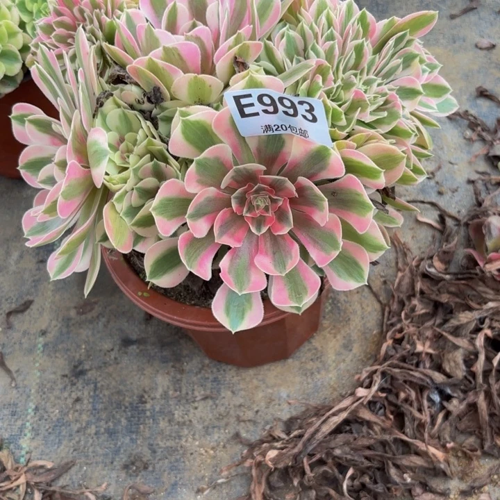 李***琴瑞妈多肉园艺993女巫缀